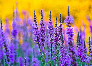 成你所惧：万智牌新系列《依尼翠：黯夜猎踪》发布