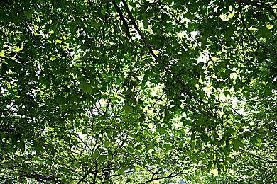 《宝可梦》开发商Game Freak注册新商标Pand Land